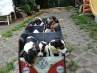 Knuddelige niedliche und putzmuntere Jack Russell Terrier Welpen suchen neues Zuhause