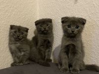 Sehr kluge graue Kätzchen