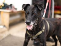 Unsere schwarze Schönheit Zurly sucht endlich ihr Zuhause - Kannst du es ihr schenken?