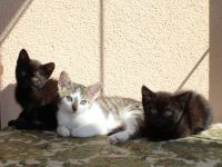 Hübsche Junge Katzen Abzugeben