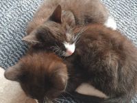 süße Kätzchen suchen ein liebevolles Zuhause