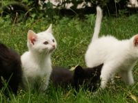 2 schwarze und 2 weiße BKH-Mix-Kater