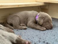 Silberne reinrassige Labradorwelpen