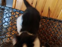 Haus und Hof Kätzchen