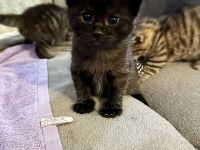 Kitten MaineCoon & Wildkatze