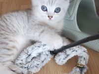 Wunderschöne BkH kitten 😍