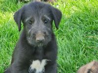 Wunderschöne Irischer Wolfshund Welpen freuen sich auf ein neues Zuhause!