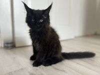 Maine Coon Kitten Abgabebereit