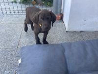 Deutsch Kurzhaar Welpen