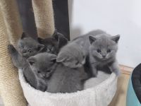 Reinrassigen britisch kurzhaar BKH Kitten