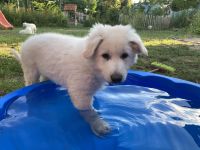 Weiße Schweizer Schäferhund Welpen