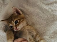 3 Hauskätzchen suchen liebevolle Katzeneltern