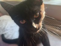 Britisch Kurzhaar Mix Kitten BKH EKH Katzenbaby