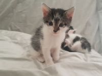 Katzen such absofort ein liebevolles Zuhause