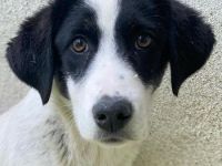 Amaya, geb. ca. 02/2023, lebt in GRIECHENLAND, im städt. Tierheim Serres