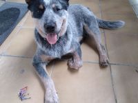 ACD Australian Cattle Dog