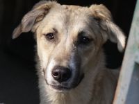 Angelica, geb. ca. 01/2023, lebt in GRIECHENLAND, auf einer privaten Pflegestelle