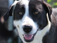 Aquata, geb. ca. 01/2023, lebt in GRIECHENLAND, im städt. Tierheim Serres