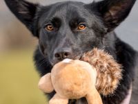 Mobby - unser lieber, intelligenter Hundebub