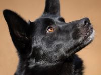 Mobby - unser lieber, intelligenter Hundebub