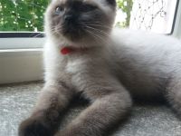 BKH Katerchen in chocolate point