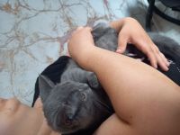 Britisch kurzhaar BKH