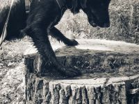 Zertifizierte Hundetrainerin, mobile Hundeschule