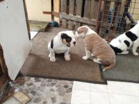 Old Englisch bulldog