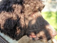 Großpudelrüde sucht neues Zuhause