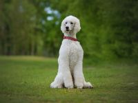 Weiße Großpudelhündin sucht neues Zuhause