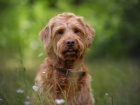 Labradoodle Deckrüde, Red, F1, 59 cm mit ZZL und Ahnentafel