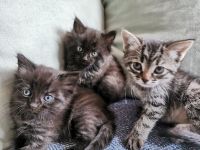 Kitten, Kätzchen, kleine Katzen