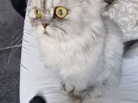 Perserkater Grauweiß