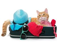 Ferienjob für Schüler - 17.-22.7.2023, 1-2 Std. täglich