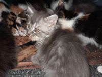 Maine Coon Siam Hauskatzenmix und Maine Coon Perser Hauskatzenmix