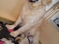 Wunderschöne cremefarbene Golden Retriever Welpen