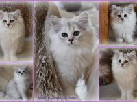 Highlander - Britisch Langhaar Mädchen in black-silver-shaded