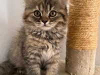 Bkh kitten Katzen  abzugeben