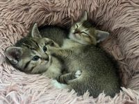 BKH Katzen Babys Geschwister