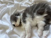 Süßes katzenbaby sucht zuhause