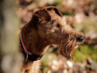 Puck Fair Irish Terrier