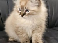 Ragdoll Katze