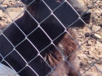 liebe, kastrierte Blanca wurde vom Züchtersohn in die Tötung abgegeben; wir suchen ein Heim für sie