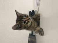 3 Katzen Babys zu verkaufen