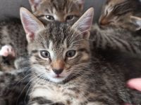 Sehr süße Katzenbabys in liebevolle Hände abzugeben!