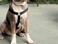 Biete xl Bully zum decken