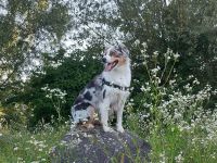 Australian Shepherd Wurfankündigung