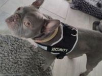 Französische Bulldogge sucht nettes zu Hause