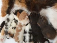 Reinrassige Maine Coon Kitten mit Stammbaum