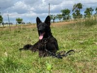 Hundewelpen abzugeben